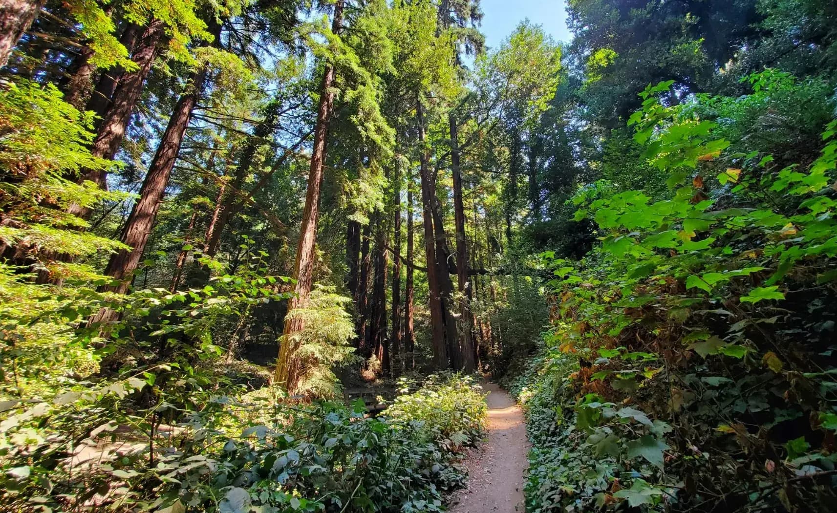 Escape to Nature: Hiking and Wildlife at Reinhardt Redwood Regional Park in Oakland, CA