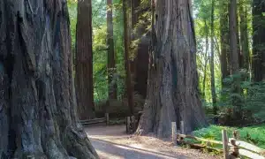 Los Altos, CA